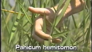 How to identify Maidencane Panicum hemitomon [upl. by Durr]