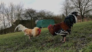 Swedish Flower Cockerel Fights Feral Cockerel [upl. by Ynnol]