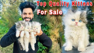 Persian Cats For sale  persian cat baby  persian cat price in india  persian cat  cats for sale [upl. by Anazus]