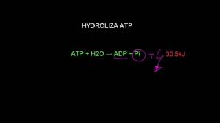 Hydroliza ATP [upl. by Nwahsir]