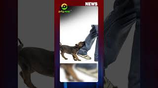 dog death disease tamilnadu tamilnews [upl. by Yelnek]