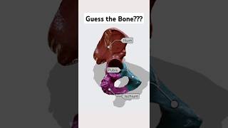 Guess the Bone anatomy guess bones [upl. by Donovan]