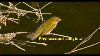 Phylloscopus collybita Chiffchaff by Theo [upl. by Decato598]