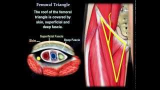 Femoral Triangle  Everything You Need To Know  Dr Nabil Ebraheim [upl. by Akimad]