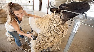 Amazing Modern Automatic Sheep Farming Technology  Fastest Shearing Cleaning and Milking Machines [upl. by Delphinia347]