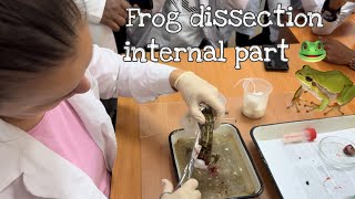 Frog Dissection 🐸Exploring the Anatomy of a Frogquot  Mbbs vlogs 🫁🫀 [upl. by Alleris]