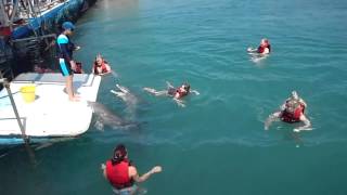 Swimming with the dolphins Guardalavaca Cuba [upl. by Leandre]