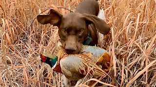 Kansas Pheasant and Quail January 2023 Part 2 [upl. by Ibmat]