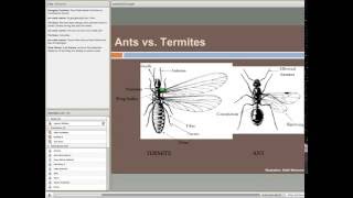 Common Termites of the Southern United States  Biology Behavior and Management [upl. by Eiramaliehs99]