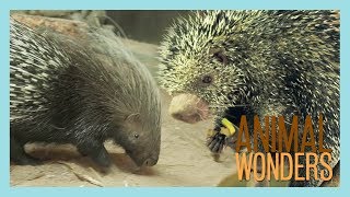 Our Two Porcupines Kemosabe amp Kizmit [upl. by Selegna]