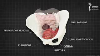 Female pelvic floor muscle  3D animation [upl. by Odlanor]