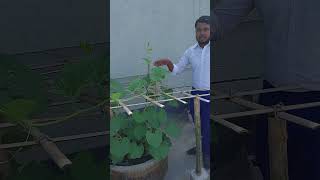 rosebush garden roseflower plants viralvideoシ growroseincinder farming roseplantgrowth [upl. by Nyrehtak]