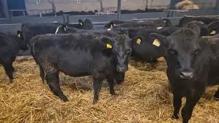 ABERDEEN ANGUS HEIFERS EUROPE 🇪🇺 [upl. by Stoecker]