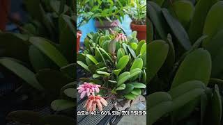 난초 벌버필름 록스버기 Bulbophyllum roxburghii 자라는 환경과 키우는 방법 [upl. by Roosnam]