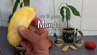 How to Grow a MANGO Tree from Seed [upl. by Naesed799]