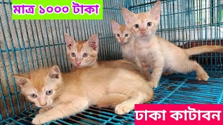 Persian Mixed Breed cat price in Bangladesh  মাত্র ১০০০ হাজার টাকায় বিড়াল  বিড়ালের দাম ২০২৩ [upl. by Nollek]