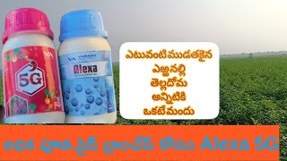 మిరప లో 11స్ప్రే Alexa5G ఎర్ర నల్లి quotఅధిక పూతquot కాపు కోసం agriculture farming naithikAgriculture [upl. by Pergrim]