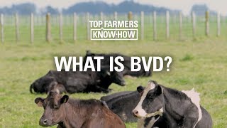 BVD SERIES WHAT IS BVD [upl. by Nuy]