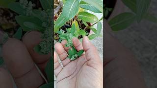 बथुआ की सब्जीshortsgardeningleafly vegetable viralshort [upl. by Lachman269]