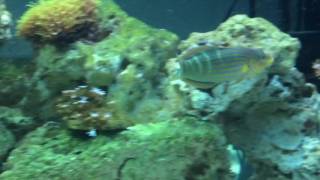 melanurus wrasse swimming around [upl. by Malorie]