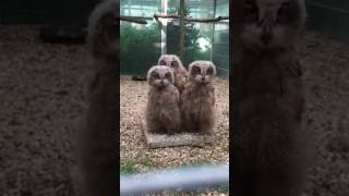 three owls rotate their heads amazing [upl. by Florie]