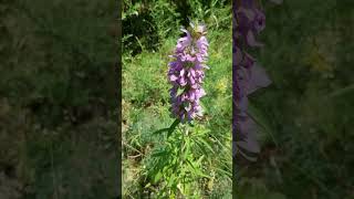 Purple Horsemint  Spotted bee balm  Native Wild Edible  Texas Cross Timbers Permaculture Garden [upl. by Virgina806]