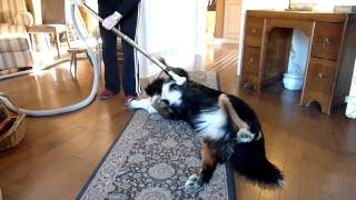 How to clean a Bernese Mountain Dog [upl. by Esyla585]