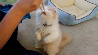 Kitty Eats with Chopsticks [upl. by Akaya]