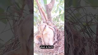 Cute longtailed shrike chicks [upl. by Yecaw]