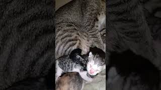 like cattitude comedysong subscribe catlover kitten [upl. by Anitsuga]