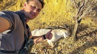 Bow hunting wild goats in Australia Mathews VXR 315 performs again [upl. by Elam892]