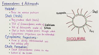 Foraminiforans and actinopods  animal like protists  class 11 visiblescience22 [upl. by Ailisec]