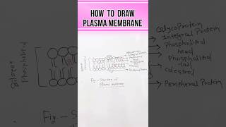 Plasma membrane structure and function 🦠  shorts shortvideo youtubeshorts shortsfeed drawing [upl. by Ysiad292]