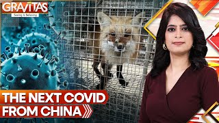 Next Covid From China Killer Virus Found in Chinese Fur Farms  Gravitas [upl. by Nemrak]