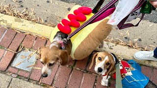 ADORABLE BEAGLES go TrickorTreating for the 1st Time [upl. by Margie]