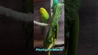 Two Playful Parakeets shorts Cute Budgies Chirping Reduce Stress of lonely Birds shorts funny [upl. by Ketchan897]