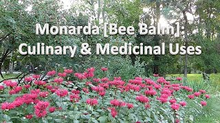 Bee Balm Monarda Medicinal and Culinary Uses [upl. by Ailahs]