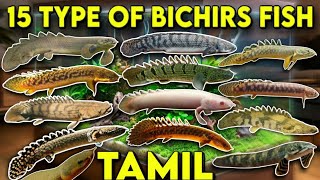 15 Type of Bichir fish  Tamil [upl. by Clayton]