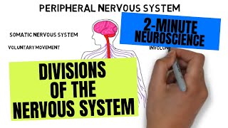 2Minute Neuroscience Divisions of the Nervous System [upl. by Nepil941]