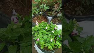 torenia plant hunding and plantingshortsnature [upl. by Yeblehs946]