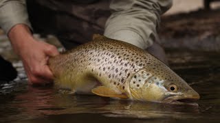 Sea Trout Fyn Fallfishing at the islands of Fyn Denmark [upl. by Ahcsrop]