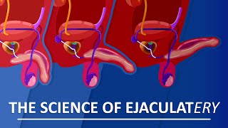 Behind The Sperm and Ejaculation [upl. by Seltzer]