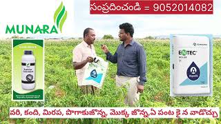 RED CHILLI ENTEC SOLUB 21MUNARA AGRO TECHNOLOGIES RESULT [upl. by Myrvyn]