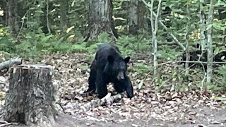 Black Bear at Limekiln Lake State Park Inlet NY [upl. by Beilul]