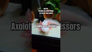 axolotl crafter axolotls axolotlpet aquariums pets cute leucisticaxolotl [upl. by Rats]