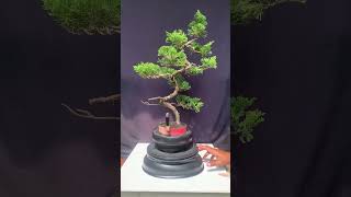 Bonsai Cemara Sinensis Cokan bonsai bonsaicemara [upl. by Asyram]