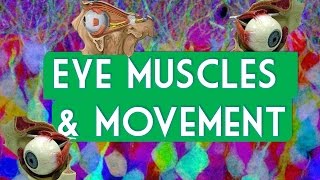 Eye muscles and movement [upl. by Aerbas]