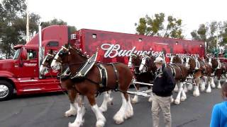 Clydesdales at Fairfield AnheuserBusch Brewery [upl. by Lipfert]