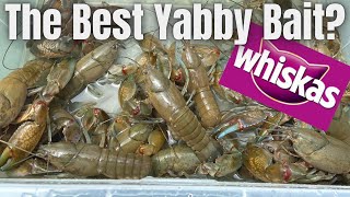 Yabbying  Is this the best yabby bait [upl. by Nuawaj]