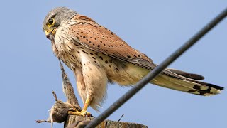 Turmfalken  ruhen fliegen rütteln fressen  A kestrel  fly shake eat [upl. by Unders]